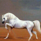 صورة آمنة يوسف