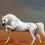 صورة آمنة يوسف